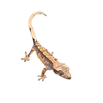 Baby Creamy Extreme Harlequin Crested Gecko #9