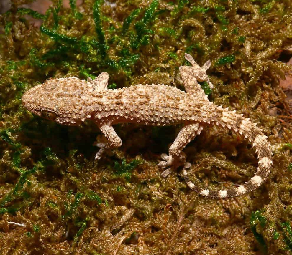 baby-crocodile-gecko baby crocodile gecko e1747816605933