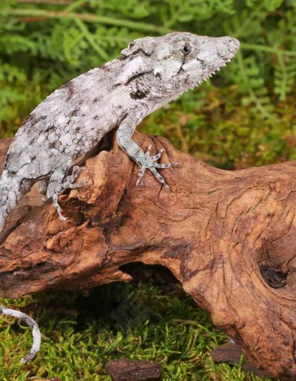 Baby Cuban False Chameleon