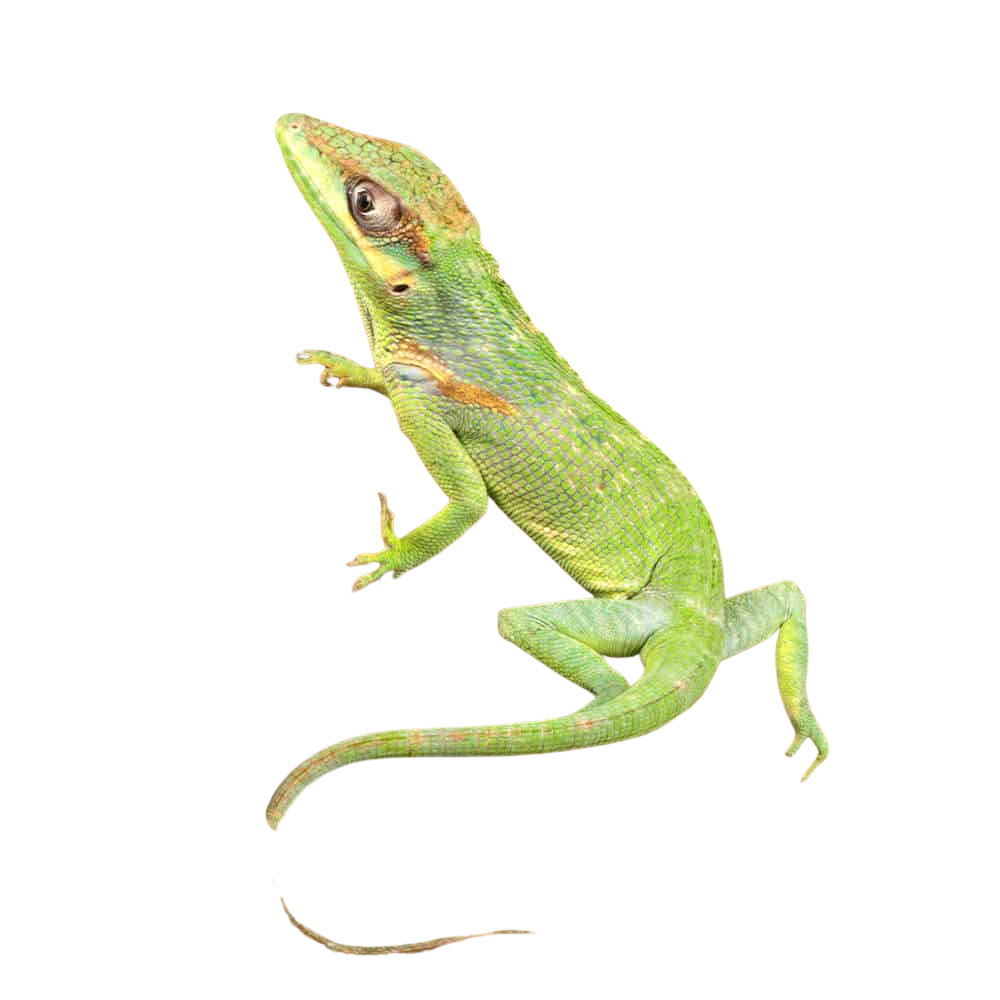 baby-cuban-knight-anole baby cuban knight anole