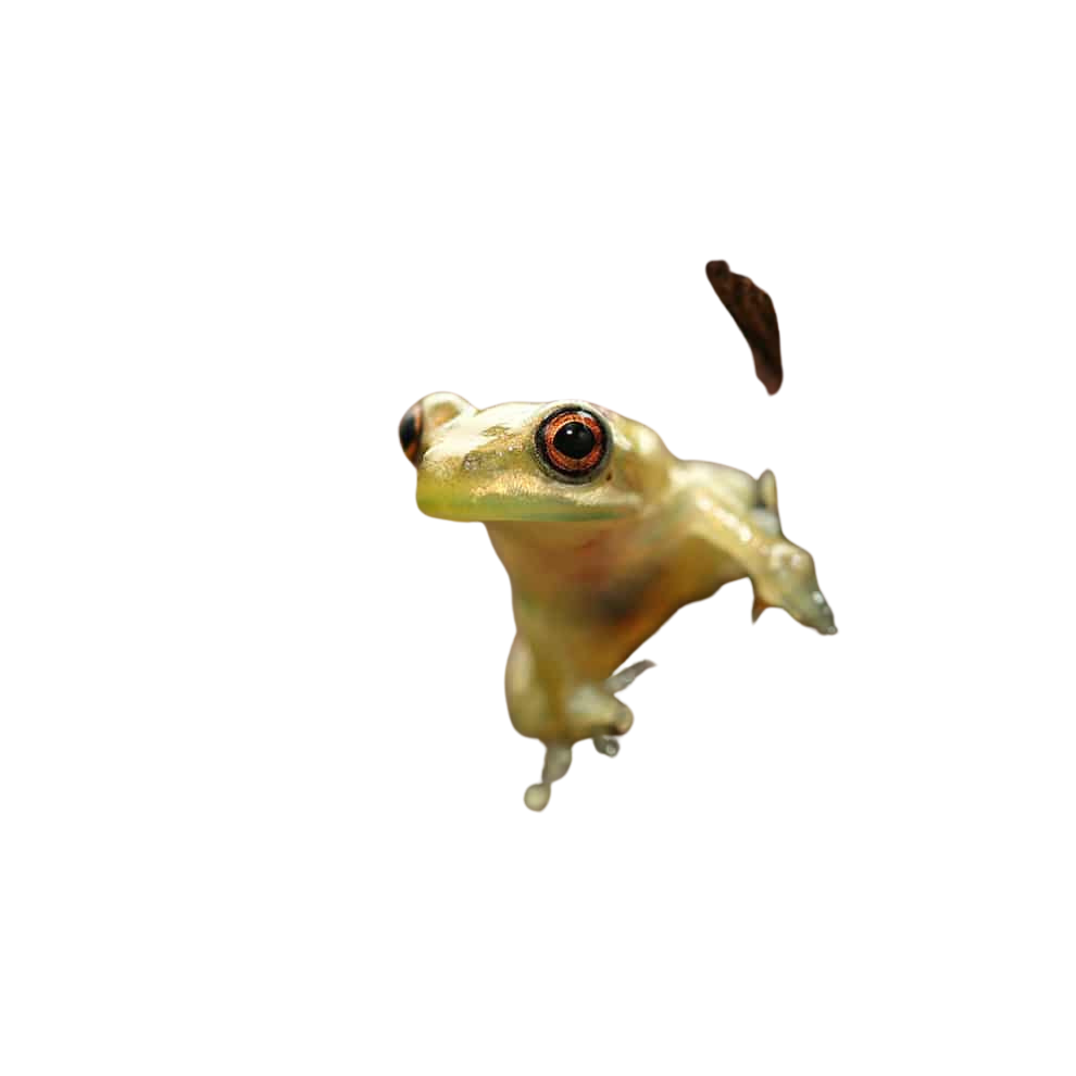 baby-cuban-tree-frog (1) baby cuban tree frog 1