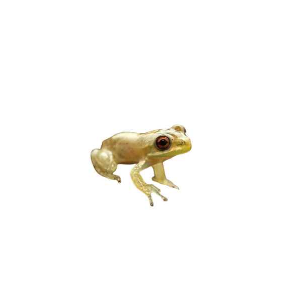 Baby Cuban Tree Frog