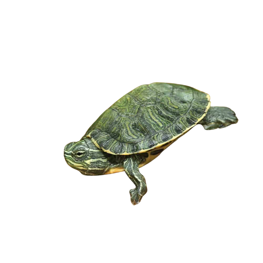 baby-cumberland-slider-turtle (2) baby cumberland slider turtle 2