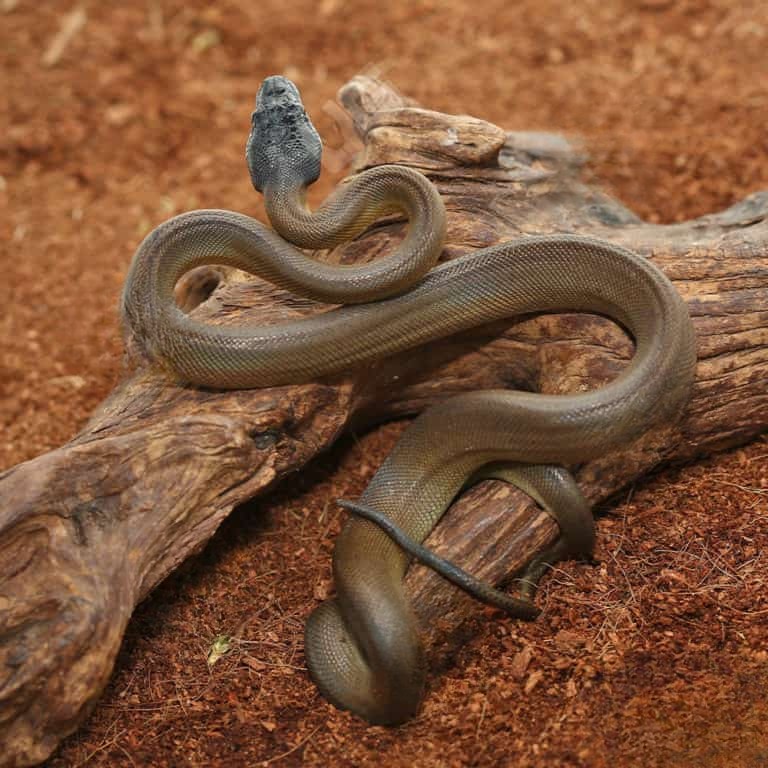 baby-dalberts-white-lipped-python baby dalberts white lipped python