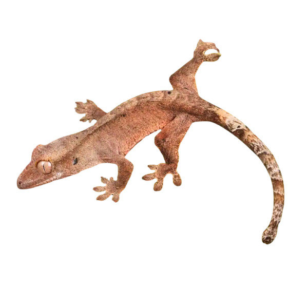 Baby Dalmatian Cappuccino Crested Gecko
