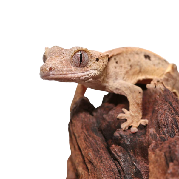 Baby Dalmatian Crested Gecko