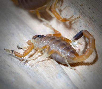 Baby Deathstalker Scorpion