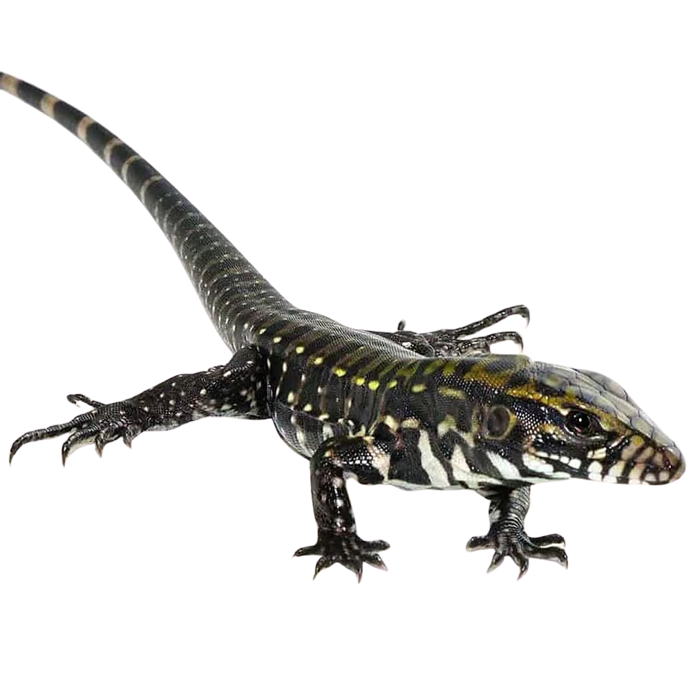 baby-deep-purple-tegu (1) baby deep purple tegu 1