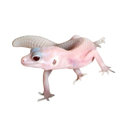 Baby Diablo Blanco Leopard Gecko
