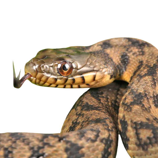 C.B. Baby Diamondback Water Snake