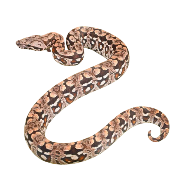 Baby Dumeril’s Boa #1