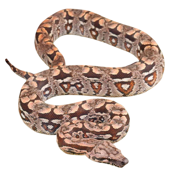 Baby Dumeril’s Boa