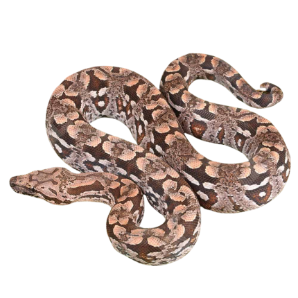 Baby Dumeril’s Boa #2