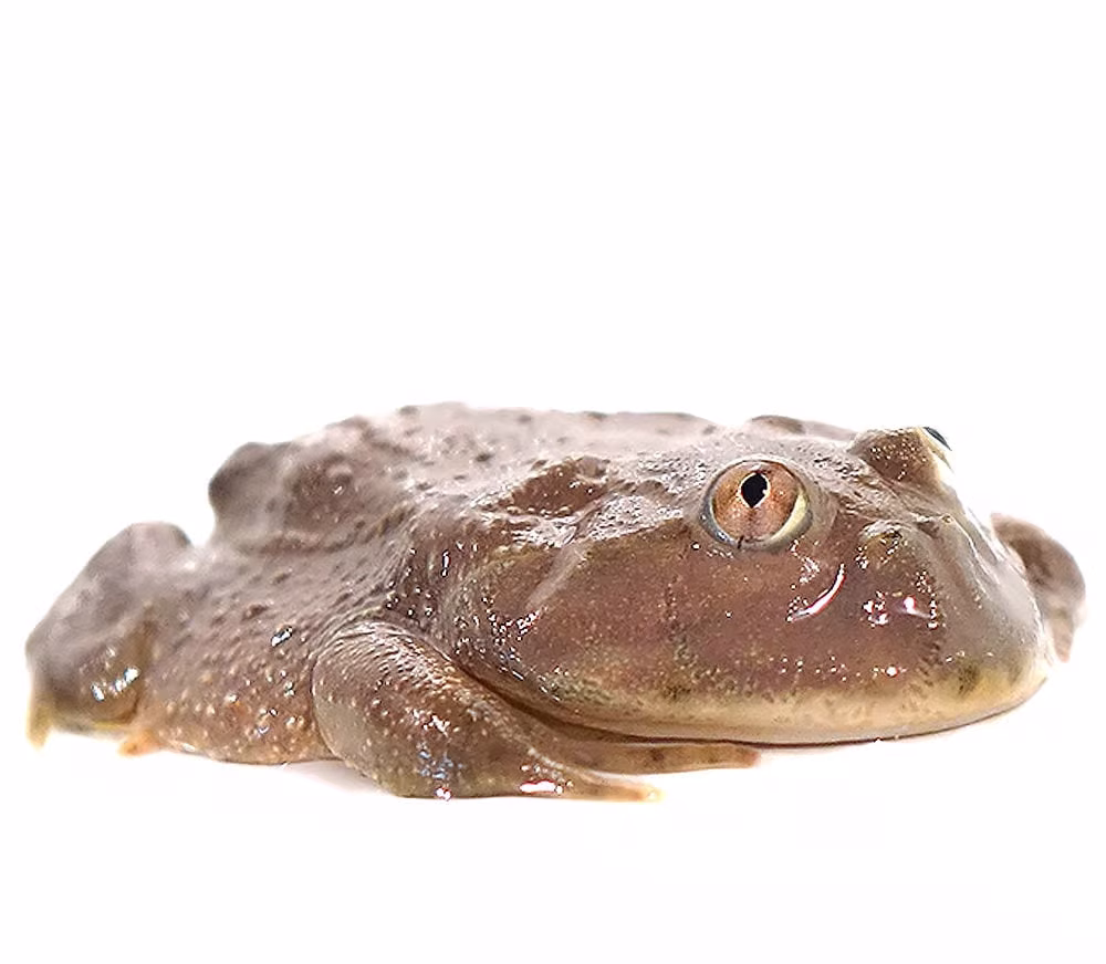 baby-dwarf-budgetts-frog baby dwarf budgetts frog e1745431958457