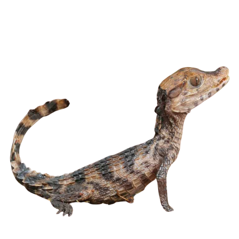 baby-dwarf-caiman (2) baby dwarf caiman 2