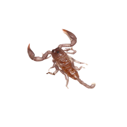 Baby Dwarf Wood Scorpion