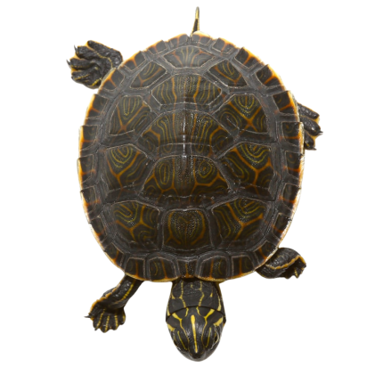 Baby Eastern River Cooter Turtle