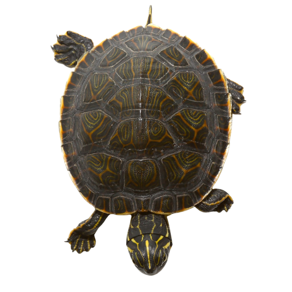 baby-eastern-river-cooter-turtle (1) baby eastern river cooter turtle 1