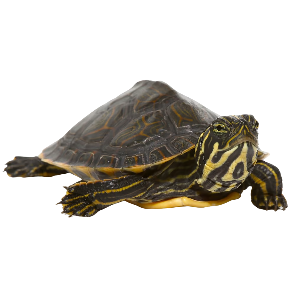 baby-eastern-river-cooter-turtle (2) baby eastern river cooter turtle 2