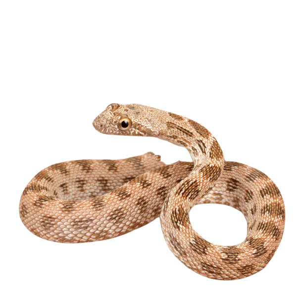 Baby Egyptian Diadem Ratsnake