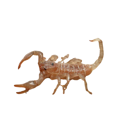 Baby Emperor Scorpion (.75-1”)