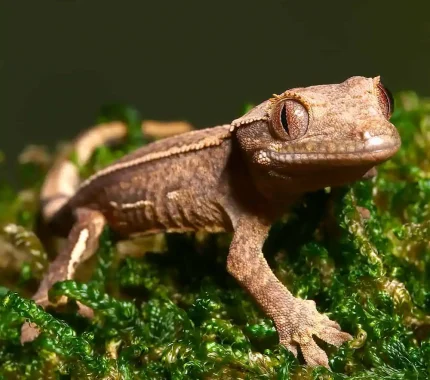 Baby Empty Back Partial Pinstripe Harlequin Crested Gecko