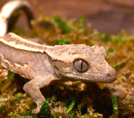 Baby Empty Back Patrial Pinstripe Crested Gecko