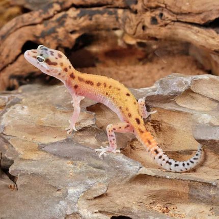 Baby Enigma Leopard Gecko