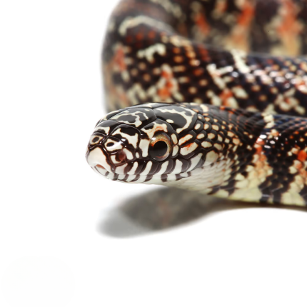 Baby Erythristic Het Arctic Florida Kingsnake