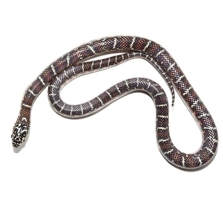 baby-erythristic-het-arctic-florida-kingsnake baby erythristic het arctic florida kingsnake