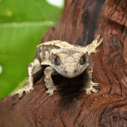 Baby Extreme Harlequin Tailless Crested Gecko #10