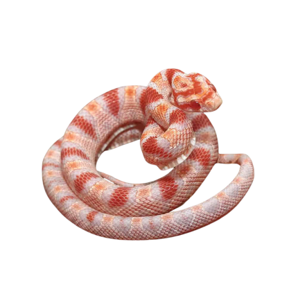 Baby Extreme Reverse Okeetee Cornsnake