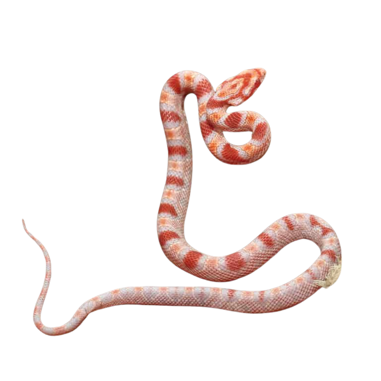 baby-extreme-reverse-okeetee-cornsnake (2) baby extreme reverse okeetee cornsnake 2