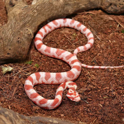 Baby Extreme Reverse Okeetee Creamsicle Cornsnake