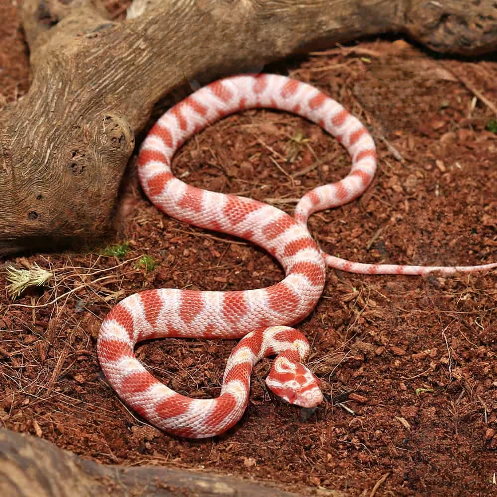 baby-extreme-reverse-okeetee-creamsicle-cornsnake baby extreme reverse okeetee creamsicle cornsnake
