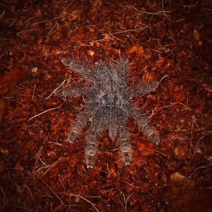 Baby Featherleg Baboon Tarantula (.5 – 1”)