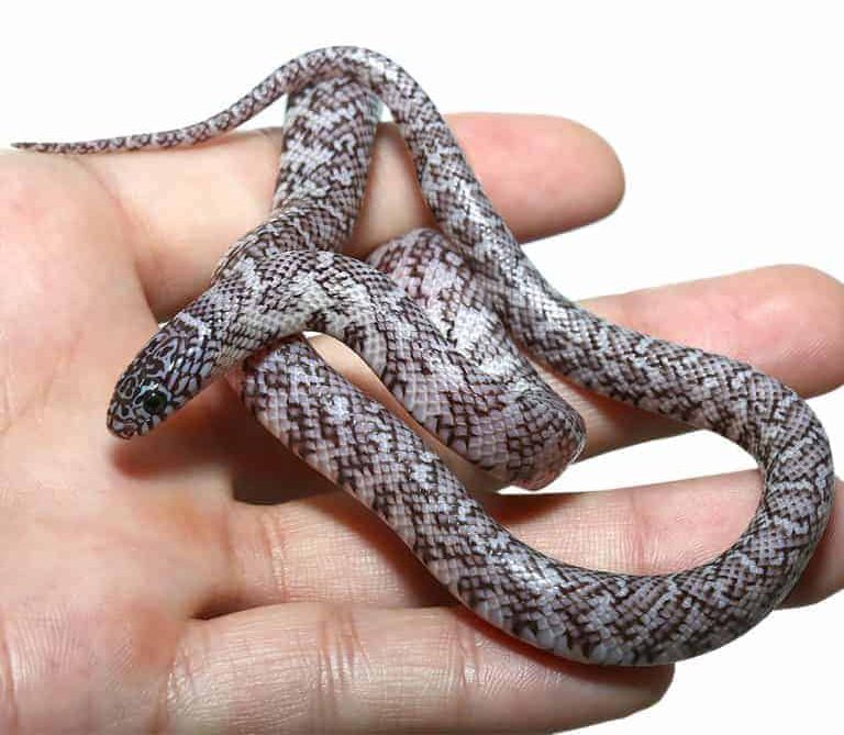 baby-female-florida-ghost-kingsnake baby female florida ghost kingsnake e1747314635843