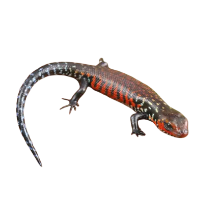 Baby Fire Skink