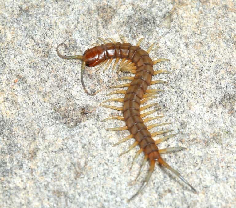 baby-florida-keys-giant-centipede baby florida keys giant centipede e1748157623930