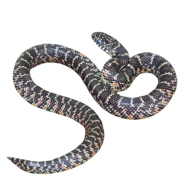 Baby Florida Kingsnake 100% Het Hypo Axanthic