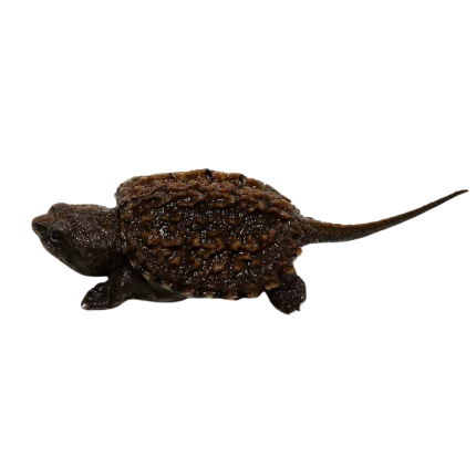 Baby Florida Snapping Turtle