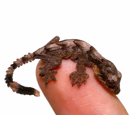 Baby Flying Gecko