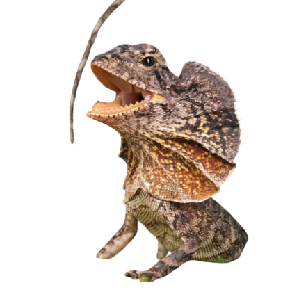 Baby Frilled Dragon