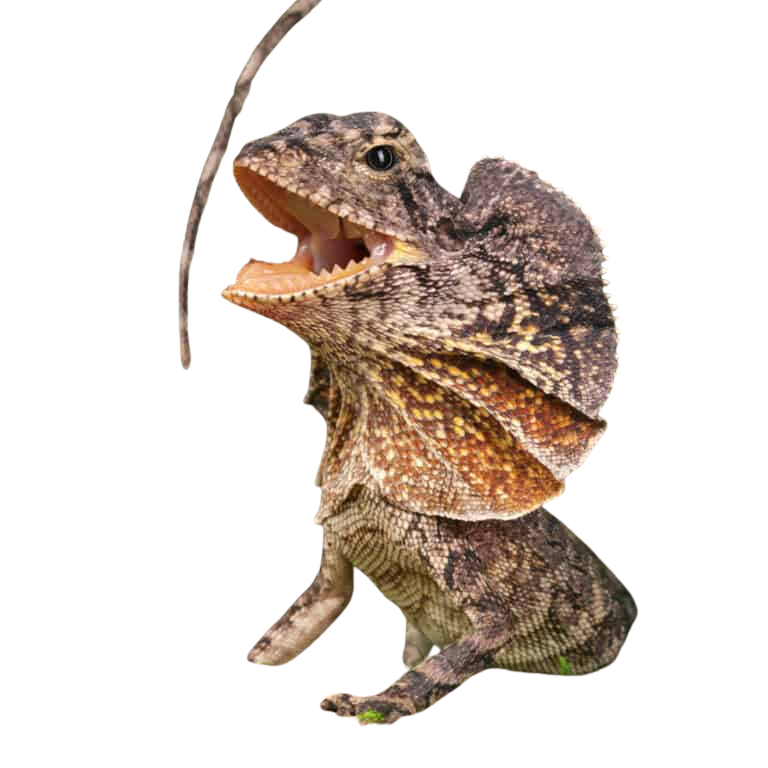 baby-frilled-dragon (1) baby frilled dragon 1