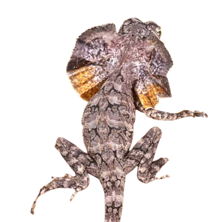 baby-frilled-dragon (2) baby frilled dragon 2