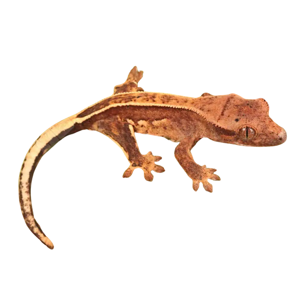 baby-full-pinstripe-crested-gecko (1) baby full pinstripe crested gecko 1