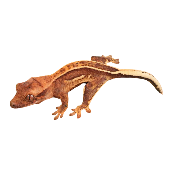 Baby Full Pinstripe Crested Gecko