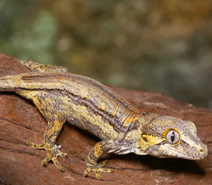 Baby Funky Striped Gargoyle Gecko