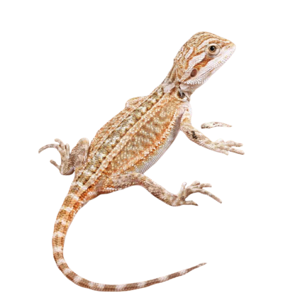 Baby Genetic Stripe Bearded Dragon (4 – 5″)