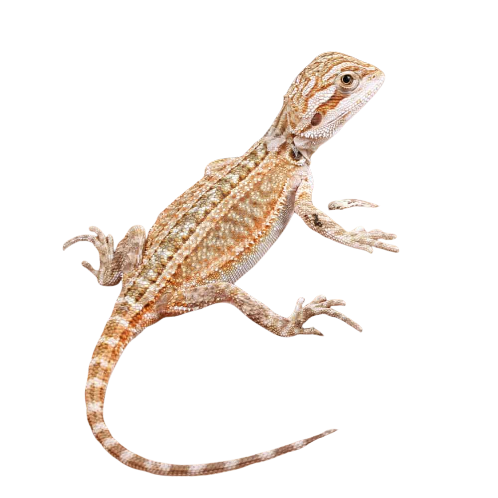 baby-genetic-stripe-bearded-dragon-4-–-5″ baby genetic stripe bearded dragon 4 – 5″